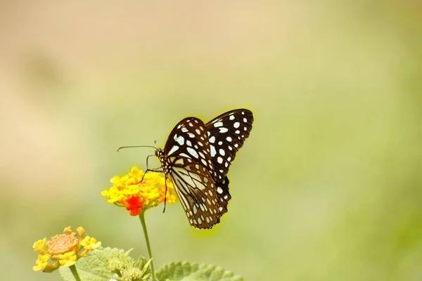 Голубая Тигровая Бабочка Цветке — стоковое фото