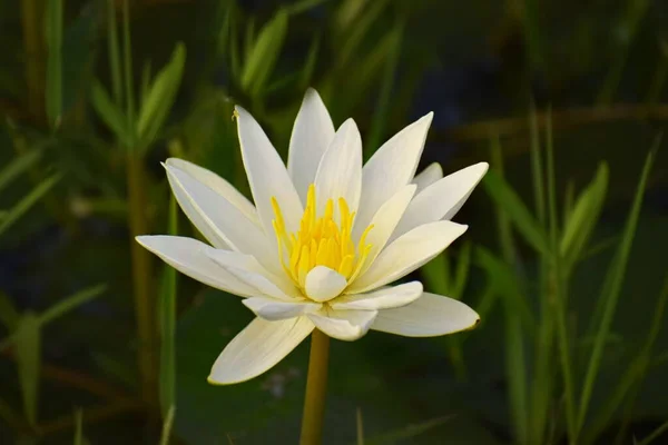 Nénuphars Fleurissent Dans Étang — Photo