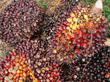 Bir avuç palmiye yağı tohumu