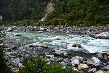 Bhagirathi nehrinin akıntısı yoğun ormanın içinden uttarkashi, uttarakhand, Hindistan 'daki nehir kıyısına akıyor..
