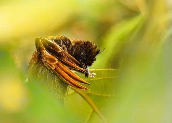 Juvénile Rouge Ventilé Bulbul Toilettage Ses Ailes — Photo