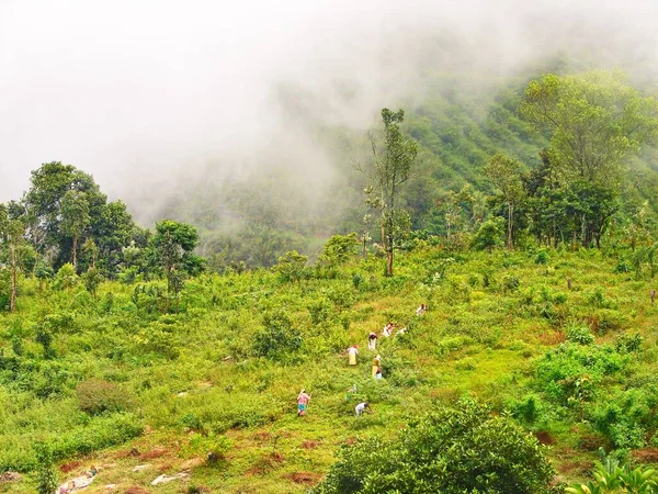 Basse Nuvole Che Attraversano Paesaggio Boscoso Yercaud Tamilnadu India — Foto Stock