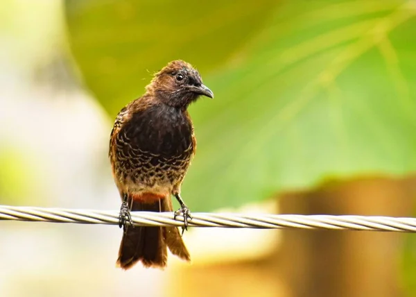 Bulbul Ventilato Rosso Seduto Filo — Foto Stock