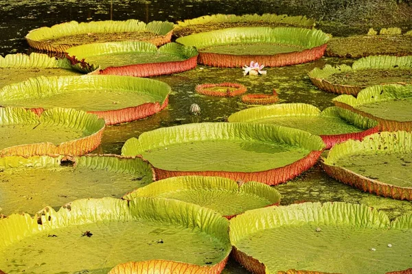 Гигантская Водяная Лилия Амазонка — стоковое фото