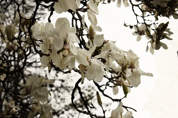 Biały Kwiat Magnolii Południowej Kwiat — Zdjęcie stockowe
