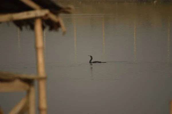 Samotny Indyjski Kormoran Ptak Pływający Stawie Daleko Zamazaną Strzechą Pierwszym — Zdjęcie stockowe