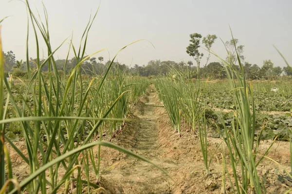 Canale Irrigazione Attraverso Campo Agricolo Circondato Crescita Piante Cipolla Altre — Foto Stock