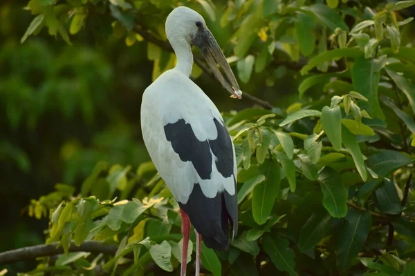 Otwarty Bocian Sanktuarium Ptaków Kulik Raiganj Zachodni Dinajpur — Zdjęcie stockowe