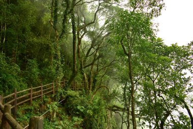 Arwah Mağarası 'na ormanın içinden geçerek, Meghalaya, Hindistan