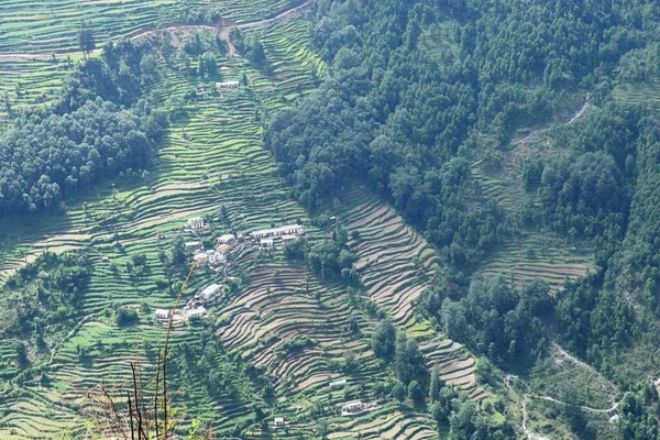 Passo Terrazza Agricoltura Sul Lato Della Collina Munsiyari Uttarakhand India — Foto Stock