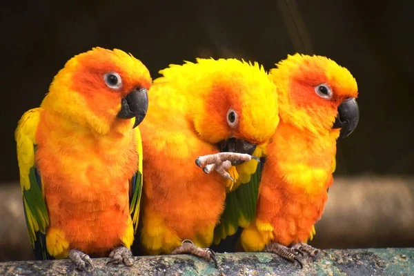 Три Любимые Птицы Стволе Дерева — стоковое фото