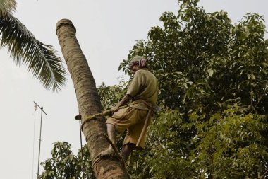 Kolkata, Batı Bengal, Hindistan - 7 Şubat 2021: keresteci geleneksel bir şekilde hindistan cevizi ağacını elektrikli testereyle kesiyor.