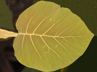 İzole edilmiş bir meşe yaprağı.