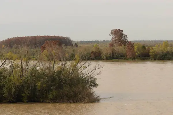 Delta Marécageux Rivière Parana Argentine — Photo