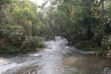gür yeşillik ve doğal sükunet ile çevrili yoğun orman bitkilerinin arasından küçük bir dere esiyor.
