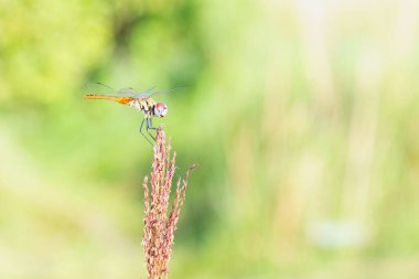 Bir yusufçuğun yakın plan makro görüntüsü doğal yeşil çevredeki bir çim tohumunun başına nazikçe tünemiş.