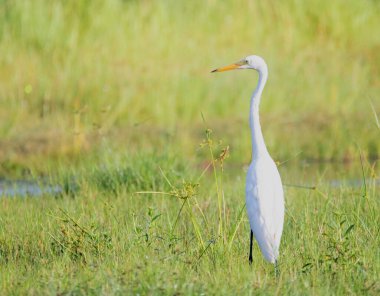 Zarif beyaz balıkçıl, sığ suların yakınındaki açık yeşil sulak çimlerde hareketsiz duruyor.