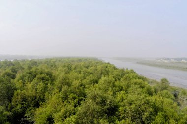 Matla nehrinin konserve yakınlarındaki estuarine kıyıları boyunca yoğun mangrov bitkileri, güneş banyosu delta ekosisteminin bir kısmını oluşturur.