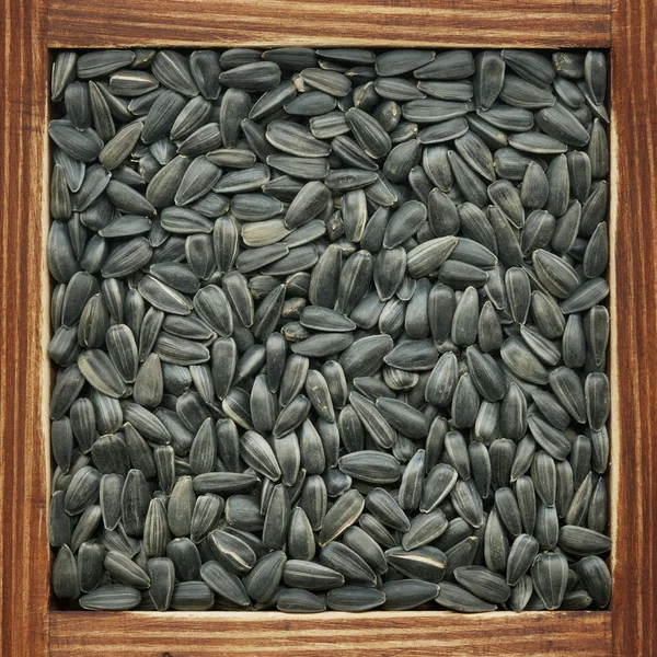 Nasiona słonecznika — Zdjęcie stockowe