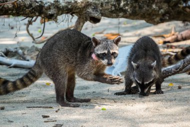 Kosta Rika 'da bir plajda rakunlar.