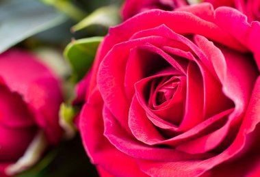 Kırmızı gül makro arkaplanını kapat