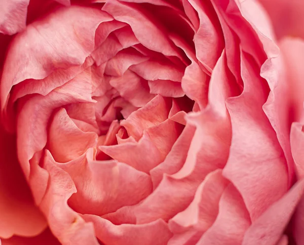 Rosa pétalas de botão peônia vermelho fechar macro — Fotografia de Stock