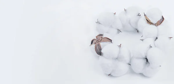 Baumwollpflanze Blumen Boll Auf Dem Hellen Hintergrund — Stockfoto