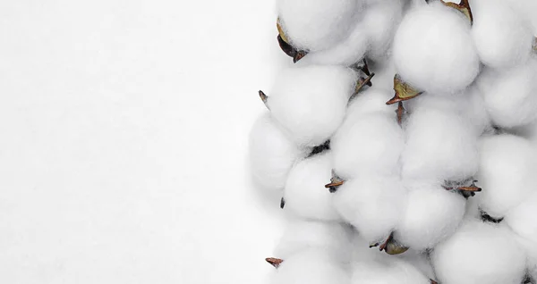 Katoen Plant Bloemen Boll Lichte Achtergrond Rechtenvrije Stockafbeeldingen