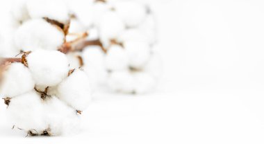 Pamuk çiçeği tomurcuğu beyaz doğal kabarık beyaz arka plan fotokopi alanı