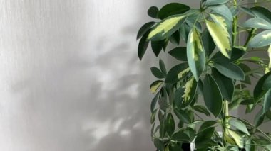 Açık gri arkaplanın sağ tarafında yeşil yapraklar var.