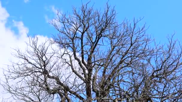 蓝云天背景下的光秃秃的树的轮廓 — 图库视频影像