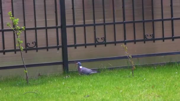 Pigeon columba plumbs picking twigs for building nest — Stock Video