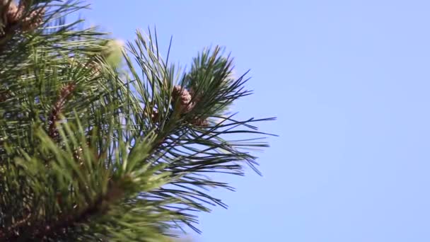 Rama de pino en el cielo — Vídeos de Stock