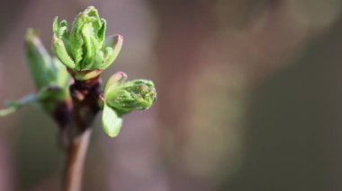 İlkbaharda kiraz ağacının yeşil tomurcuklarına yakın çekim