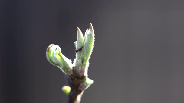 Ameise bewegt Blattläuse auf der Knospe eines Obstbaums — Stockvideo