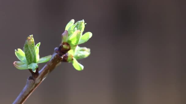 Zbliżenie zielonych pąków wiśni wiosną — Wideo stockowe