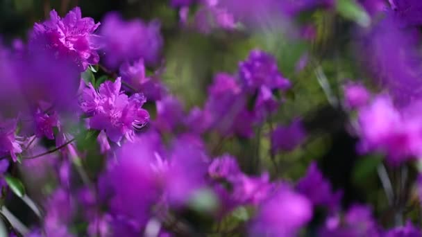 Пурпурні червоні фіолетові квіти рододендрона навесні — стокове відео