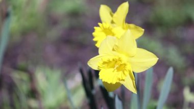 Baharda iki sarı nergis