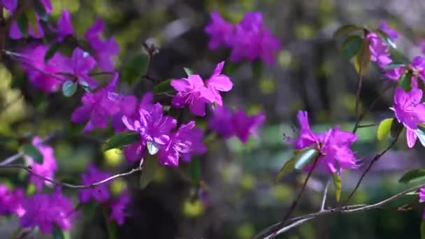 Magentarote lila Blüten des Rhododendrons im Frühling — Stockvideo