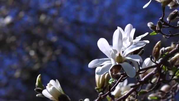 Λευκά brunches magnolia ανθίζουν από κοντά — Αρχείο Βίντεο