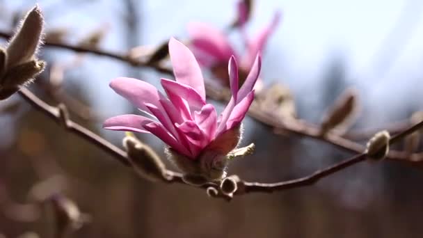 Blooming of pink magnolia flower — Stock Video