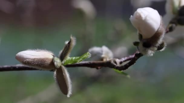 Белые бутоны магнолии готовы к цветению — стоковое видео