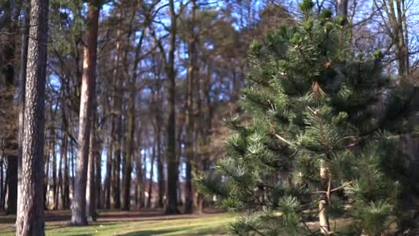 Pino en la primera planta del parque de árboles de hoja perenne — Vídeo de stock