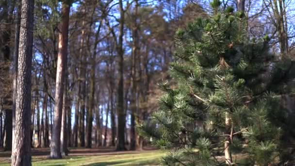 Pino nel terreno anteriore del parco albero sempreverde — Video Stock