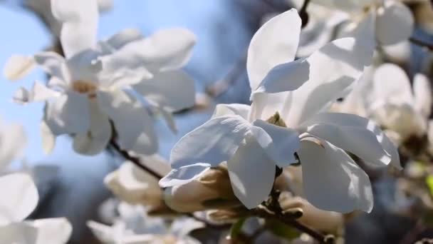 Flores de magnólia branca no vento — Vídeo de Stock