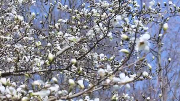 Λευκό δέντρο μανόλια brunches in bloom στον γαλάζιο ουρανό — Αρχείο Βίντεο