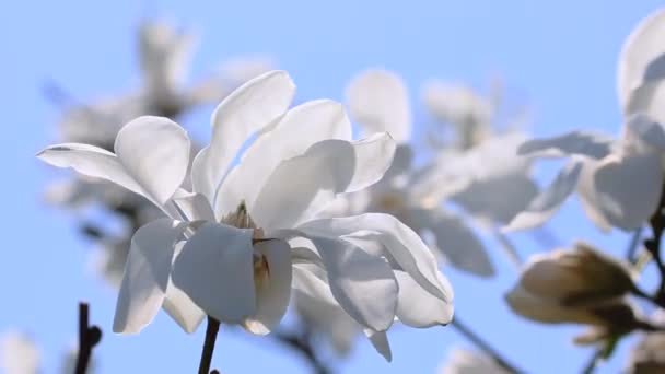 Magnolia branca brunches close-up — Vídeo de Stock