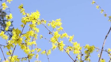 Mavi gökyüzünde rüzgarda süzülen sarı öncü kuşları.