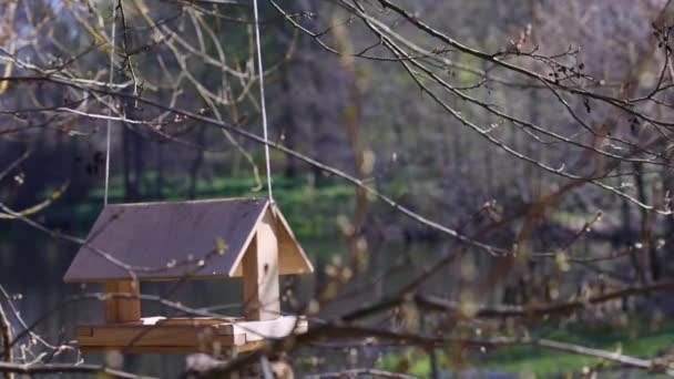 Деревянный кормушка для птиц висит на дереве — стоковое видео