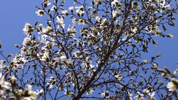 Białe kwiaty magnolii w rozkwicie w tle niebieskiego nieba — Wideo stockowe